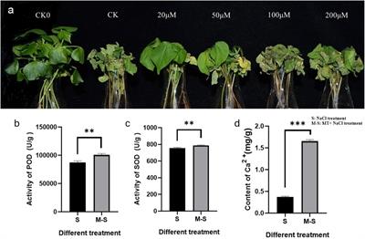 Melatonin Improves Cotton Salt Tolerance by Regulating ROS Scavenging System and Ca2 + Signal Transduction